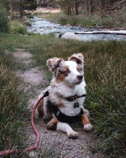 Dog Walking Leash – Hands-Free Slip Collar Style with Convertible Link (Multi-Color)