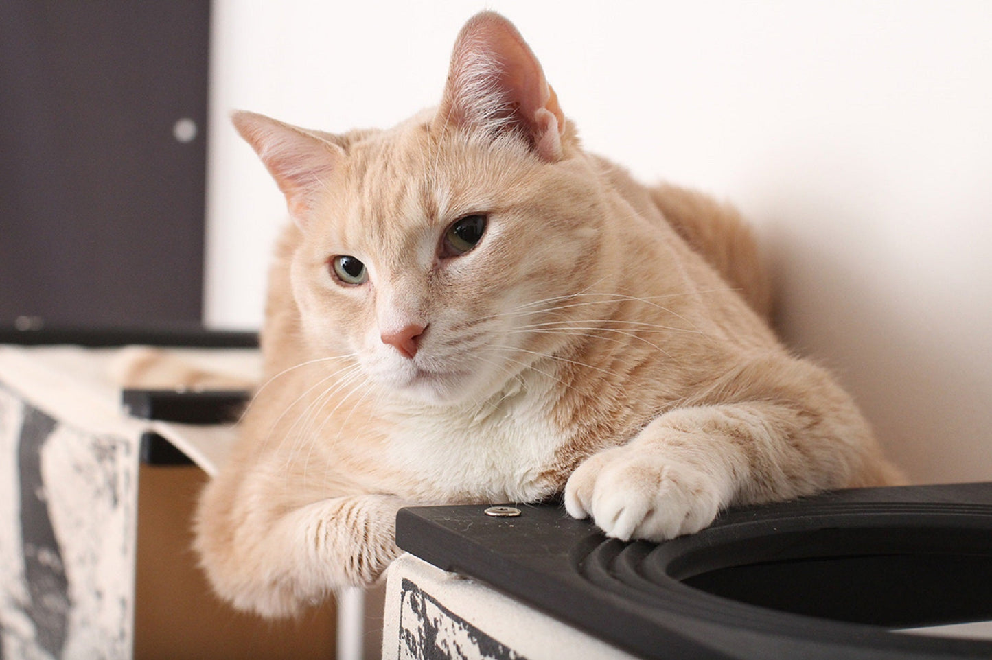 Mario-inspired Cat Condo - Interactive Warp Pipe Climbing System